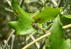 Zanysson texanus thumbnail 1