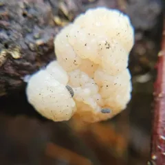 Conifer Brain thumbnail 3