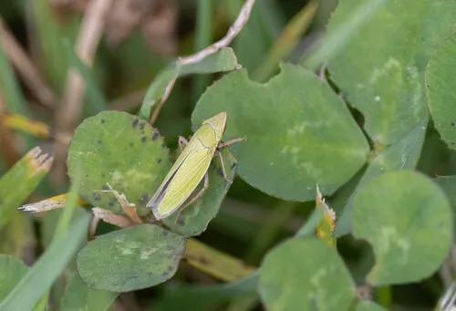 Tenderfoot Leafhopper
