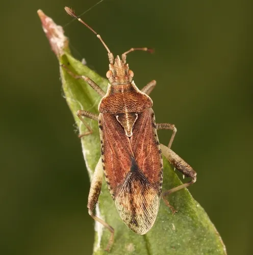 Harmostes fraterculus