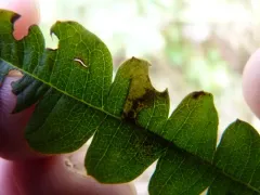 Aspilanta argentifera thumbnail 3