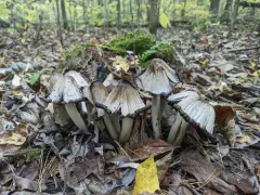 Coprinopsis depressiceps thumbnail 2