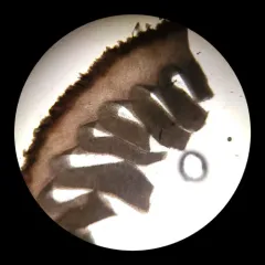 Tricholoma triste thumbnail 4