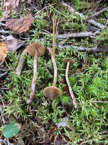 Cortinarius fuscodiscus