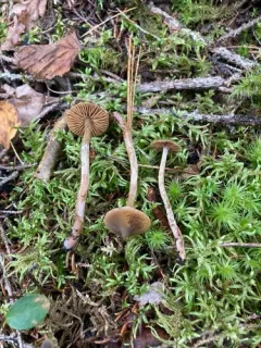 Cortinarius fuscodiscus thumbnail 1