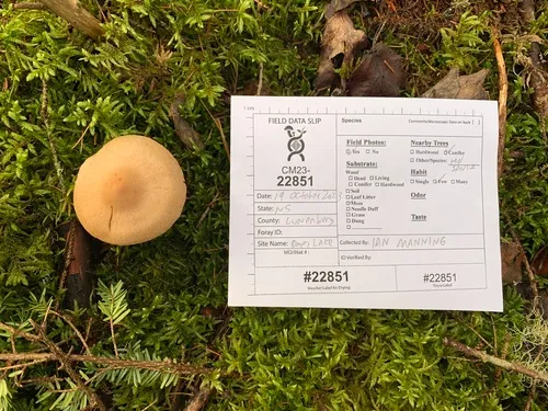 Cortinarius malachius