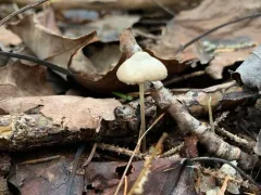 Mycena atroalboides thumbnail 1