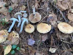 Thaxterogaster turmalis thumbnail 2