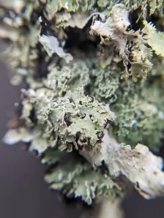 Scaly Fringe Lichen thumbnail 2