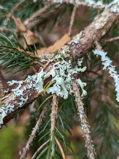 Powdered Loop Lichen thumbnail 1