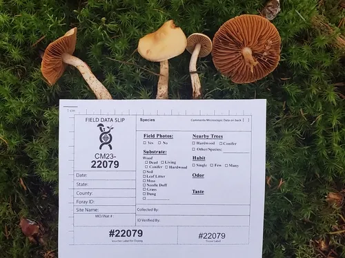Cortinarius ochrophyllus