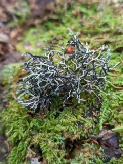Powder-tipped Antler Lichen thumbnail 1