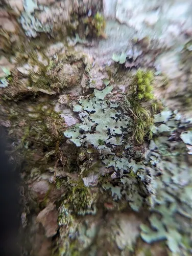 Hypotrachyna afrorevoluta