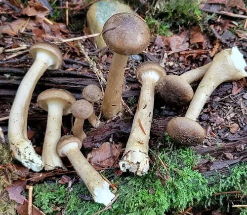 smoky brown funnel