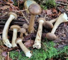 smoky brown funnel thumbnail 1