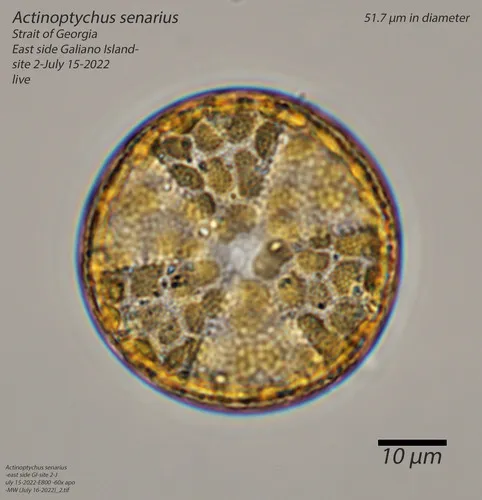 Actinoptychus senarius