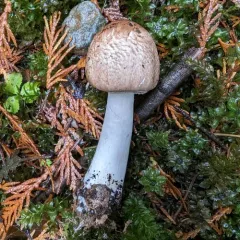 Agaricus subrufescentoides thumbnail 1