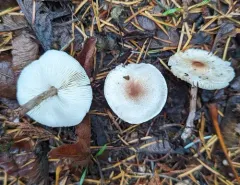 Lepiota castaneidisca thumbnail 2