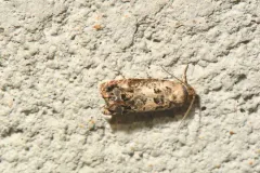 Notocelia purpurissatana thumbnail 2