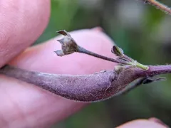 Eteobalea sexnotella thumbnail 2