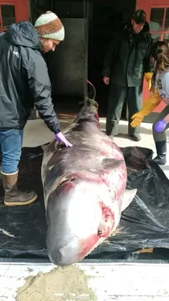Pygmy Sperm Whale thumbnail 2