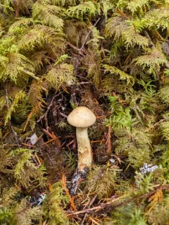 Phlegmacium citrinifolium thumbnail 3