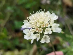 Sweet scabious thumbnail 4
