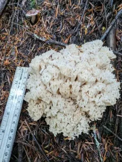 Ramaria velocimutans thumbnail 2