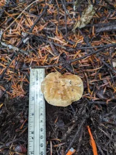 Phlegmacium alticaudum thumbnail 2
