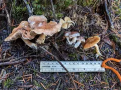 Hebeloma pungens thumbnail 1