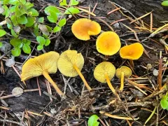 Calocybe naucoria thumbnail 4