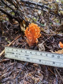 Ramaria cyaneigranosa thumbnail 2