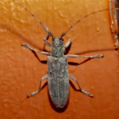 Living Beech Borer thumbnail 2
