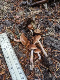 Cortinarius boulderensis thumbnail 4