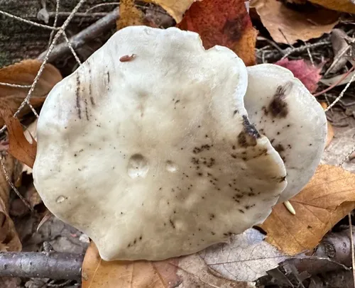 Hebeloma australe