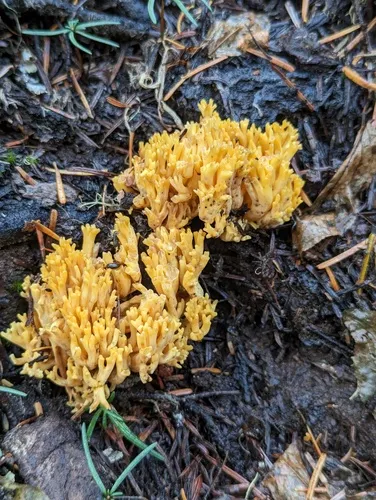 Ramaria gelatiniaurantia