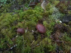 Cortinarius aptecohaerens thumbnail 3