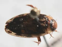Coptotomus loticus thumbnail 2