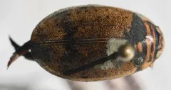 Mottled Diving Beetle thumbnail 3