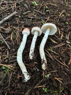 Lepiota helveola thumbnail 2