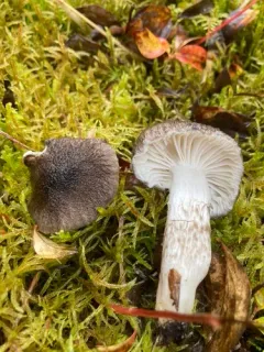 Hygrophorus inocybiformis thumbnail 3