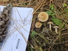 Hebeloma excedens thumbnail 2