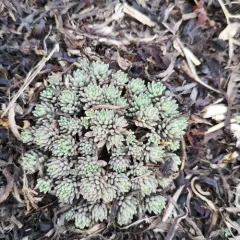 Spanish Stonecrop thumbnail 4
