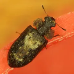 Peltastica tuberculata thumbnail 2