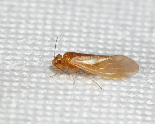 Valenzuela pinicola