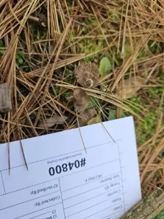 Inocybe subdecipiens thumbnail 2