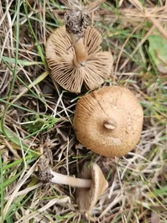 Inocybe ochroalba thumbnail 3