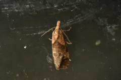 Phtheochroa terminana thumbnail 1