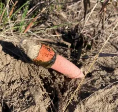 Devil's Stinkhorn thumbnail 3