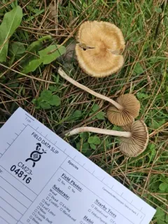 Inocybe nitidiuscula thumbnail 4